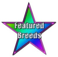featured_breeds.jpg (7765 bytes)