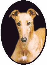 greyhoundsgalore.jpg (7222 bytes)