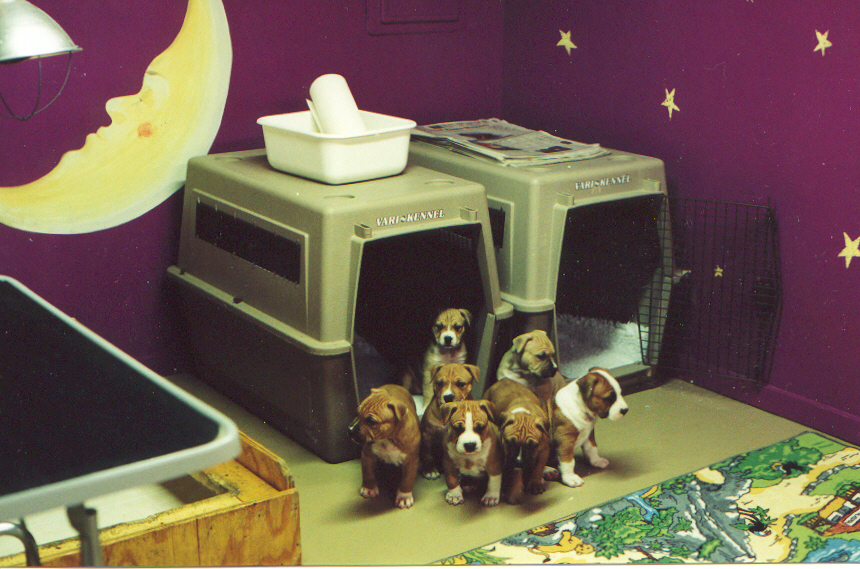 Tolkien Puppies.jpg(22763 bytes)