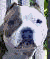 chophead.JPG (9600 bytes)
