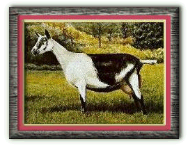 Alpine Doe GCh Nixon's Luminary