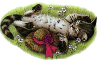 cat belly.gif