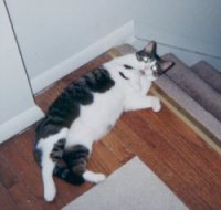 belly pose