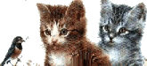 bird and cats