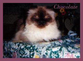 Chocolate