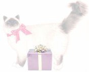 cat with bow and Christmas present