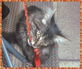 Coco is a wild thing!