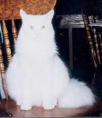 flurry.jpg