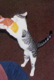 frisky cat!
