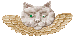 angel kitty