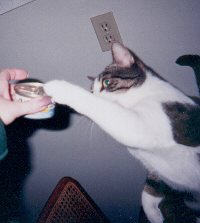 hungry cat