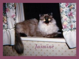 Jasmine