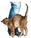 kitty leg rub