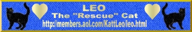 Leo The Rescue Cat