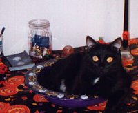 cat in a bowl!