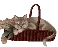 napping cat
