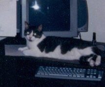 putercat.jpg