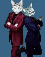 The Roxbury Cats