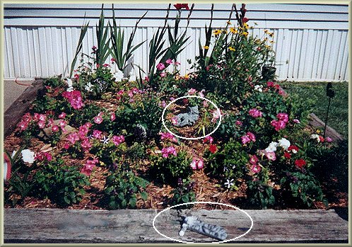 garden cats