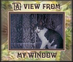 The view from my window!