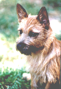GIDGET!!!
