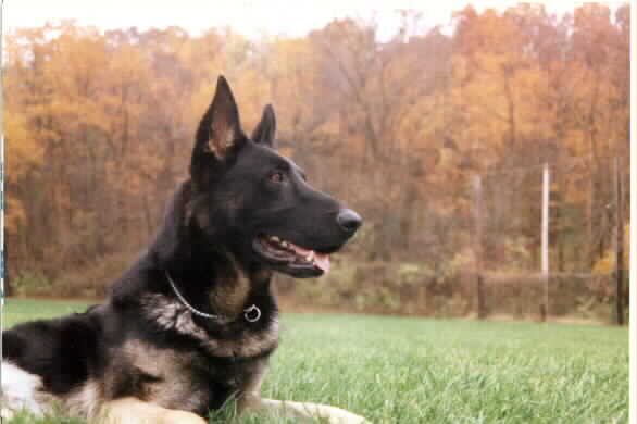kody