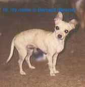 Beenie
