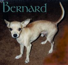 Bernard