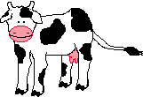 cow