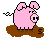 pig