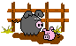 pig
