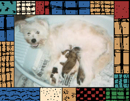 puppy