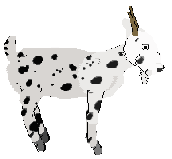 A goat