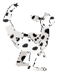 A kangaroo