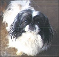 Peke Avenue Award