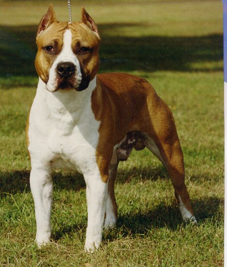 OZZIE1.jpg (69191 bytes)