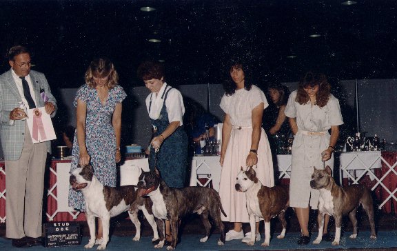STUDDOG.jpg (59406 bytes)