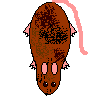 Illustration of Ado, a brown mixed breed cyberat.