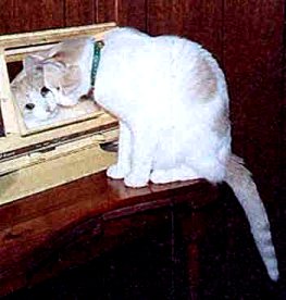 Chestrmirror