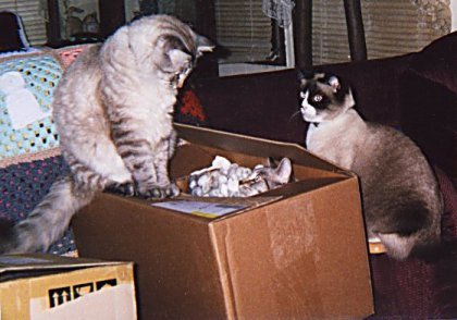 KahnKitCimbox