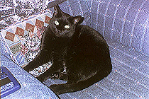 Cleo