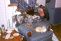  Kitties On Chair By The Stairs, there's 3 can you find them all?