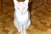 Gus