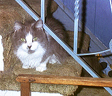 Hapi On The Stairs