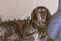 HEIDI (the D*g)
