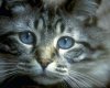 Next Bark and Meow Site