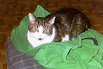 Seti Pretty In Green!