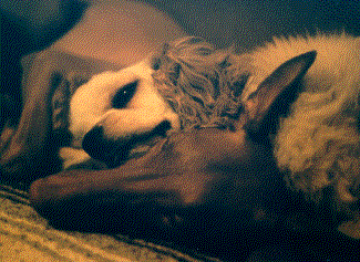 Pharaoh & Cocker "Best Friends"