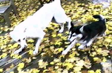 Nika & Flurry