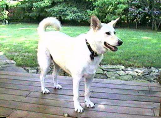 Flurry April 1999